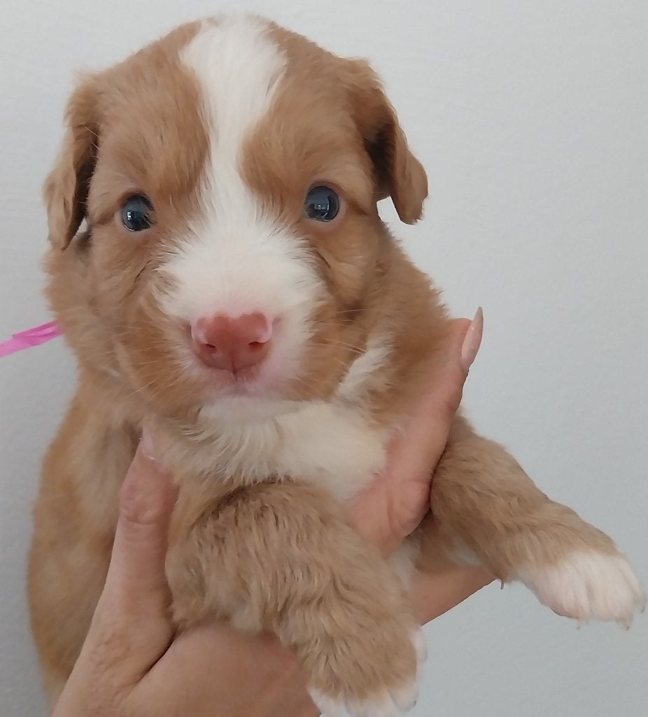 Nog twee mooie Nova Scotia Duck Tolling Retriever reutjes, Parvo, Overige rassen, 8 tot 15 weken, Teef