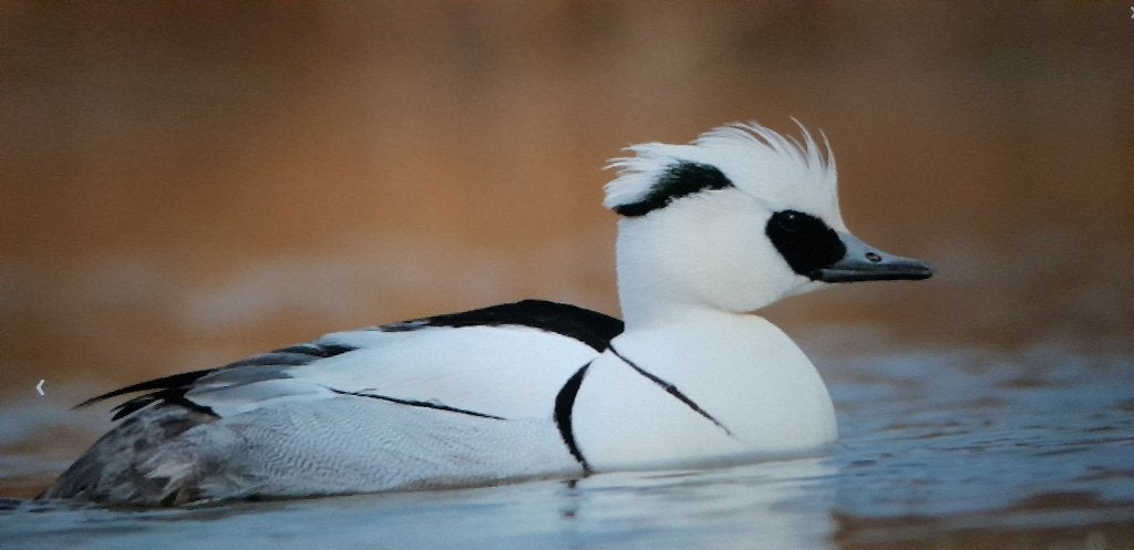 verschillende soorten siereenden, Meerdere dieren, Kip