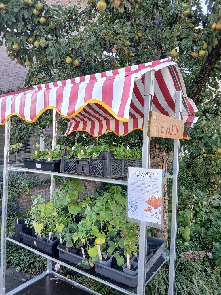 Biologische (vaste) planten te koop, Ophalen, Overige soorten, Halfschaduw