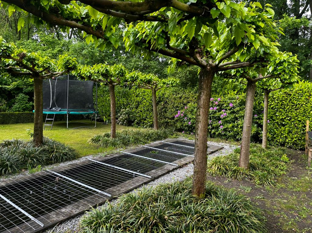 Dakplantanen 6 stuks !! TE KOOP !!, Minder dan 80 cm, Overige typen, Rond, Ophalen of Verzenden