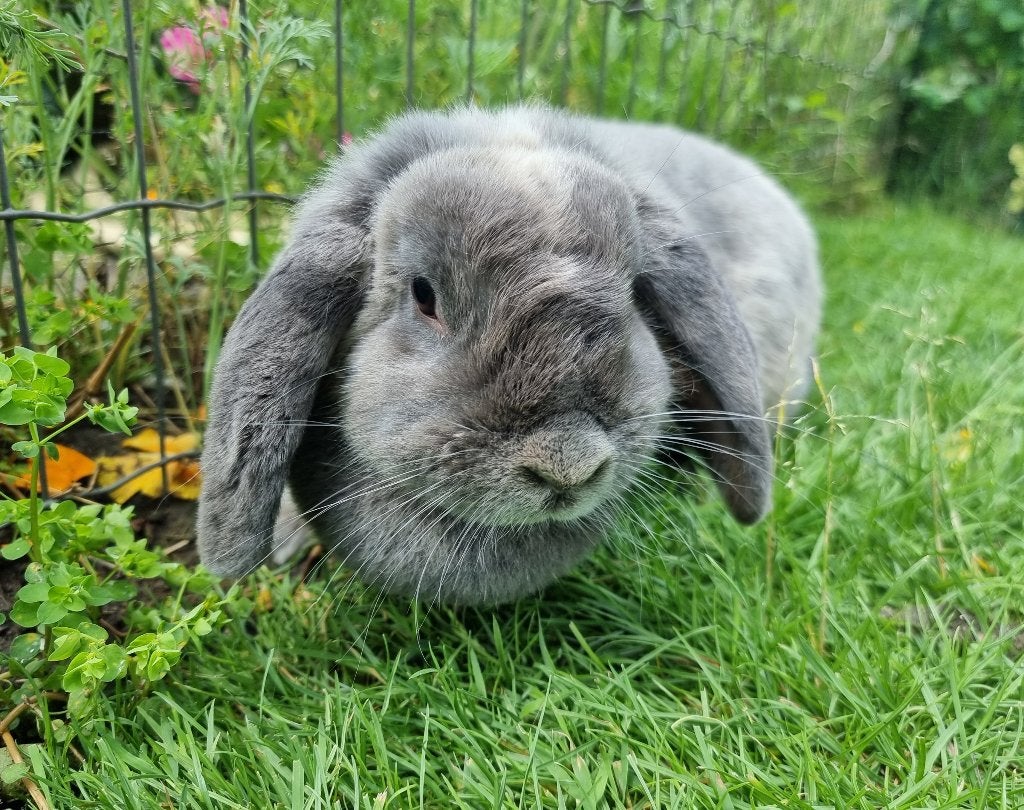 Lieve Nederlandse dwerg hangoor voedster van 2 jaar, Dieren en Toebehoren, Konijnen, Vrouwelijk, Dwerg, Hangoor, 0 tot 2 jaar