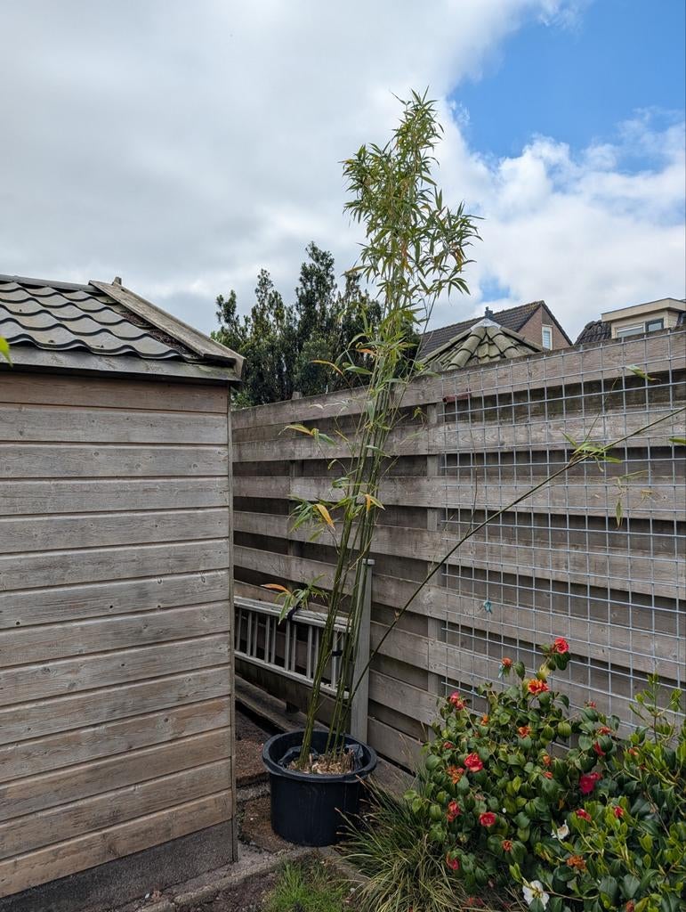 Semiarundinaria Fastuosa Viridis bamboe 3/4m met kuip, Ophalen, Volle zon, Vaste plant, Siergrassen