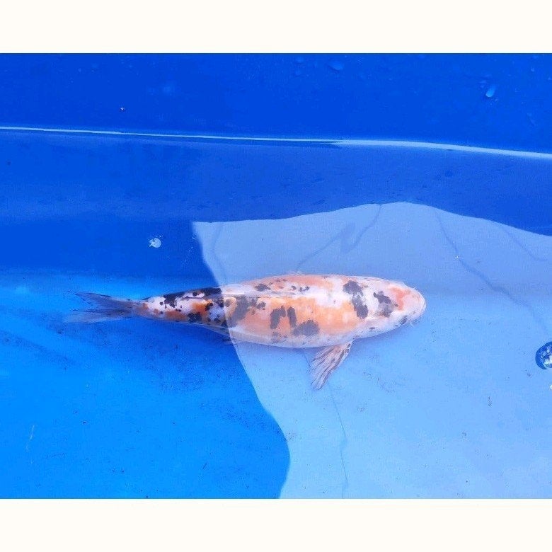 koi #2 vijvervis vis, Karper of Koi