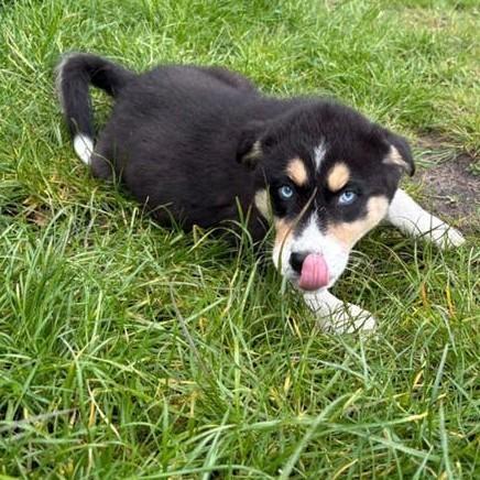 2 prachtige en lieve australische husky reutjes, Dieren en Toebehoren, Reu, 8 tot 15 weken, Meerdere, Nederland