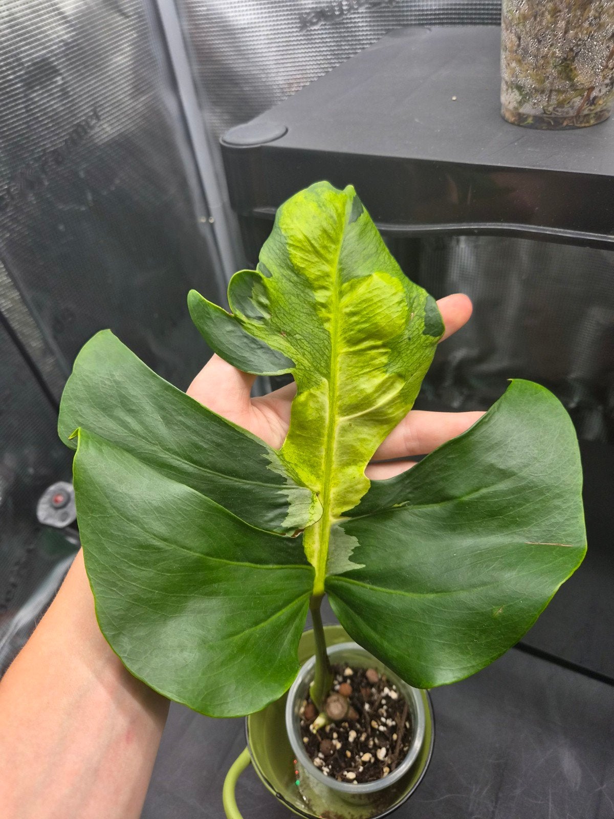 Monstera White Lava stek, Overige soorten, In pot, Minder dan 100 cm, Bloeiende kamerplant