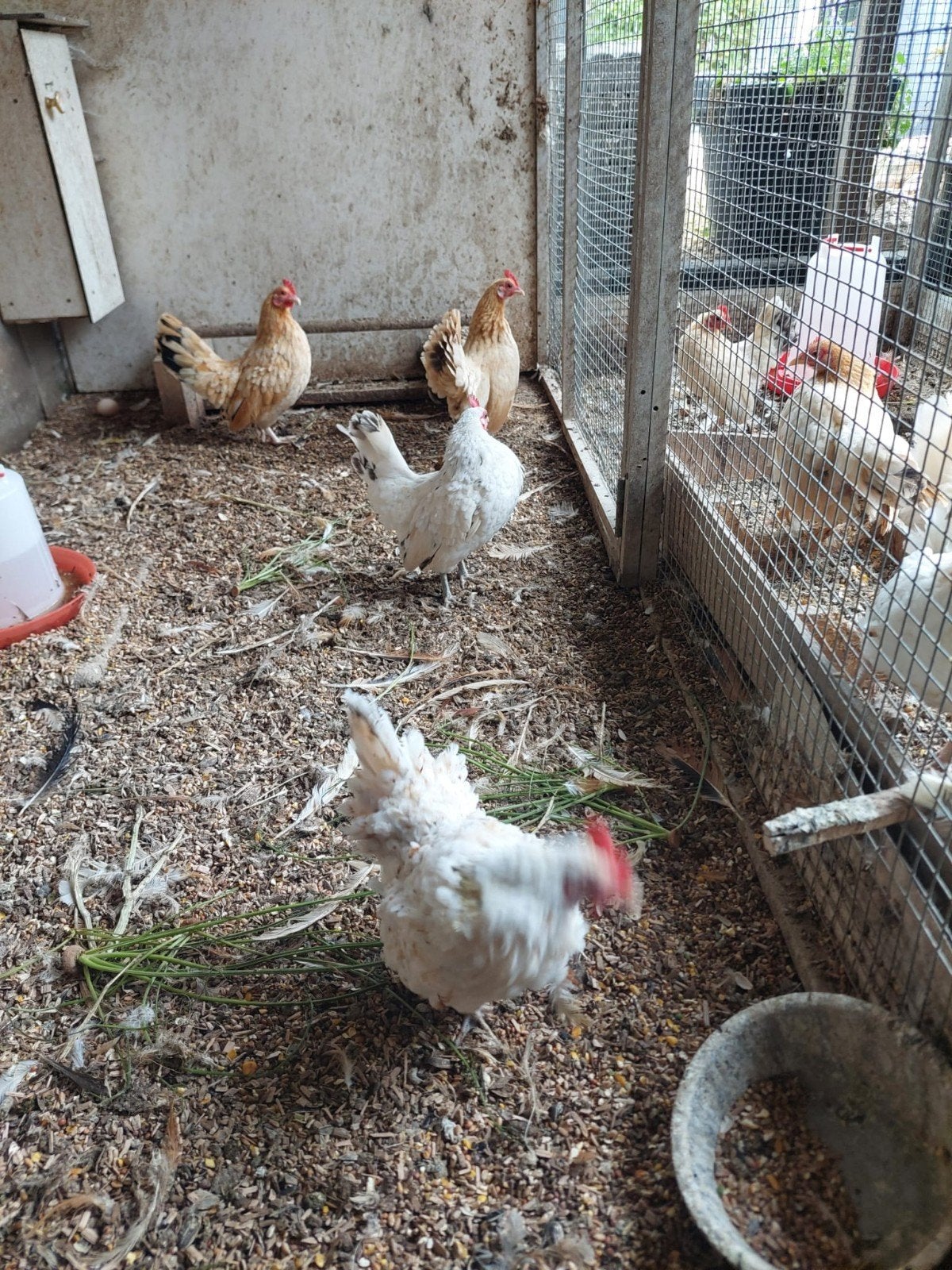 Serama kippen / Krielkippen, Dieren en Toebehoren, Meerdere dieren, Kip