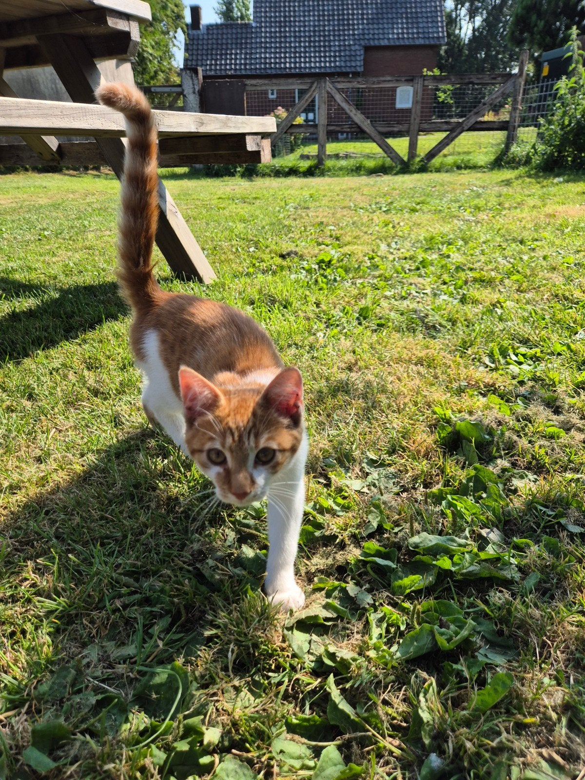 Superrr gezellige actieve knuffelkater, Kater