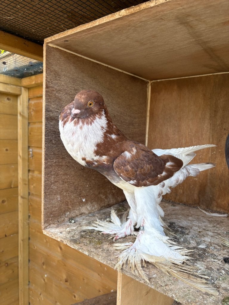 Diverse pommerse kroppers, Meerdere dieren, Kropper