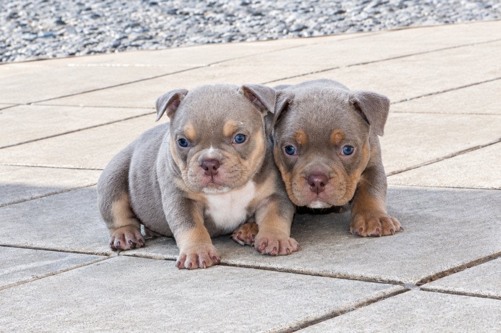 American bully  micro pups, Dieren en Toebehoren, België, Particulier, Overige rassen, CDV (hondenziekte)
