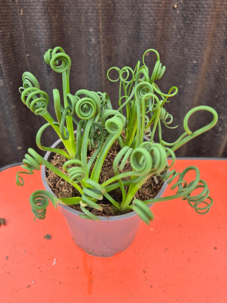 Albuca spiralis Frizzle Sizzle p12, Ophalen of Verzenden, Halfschaduw, Minder dan 100 cm