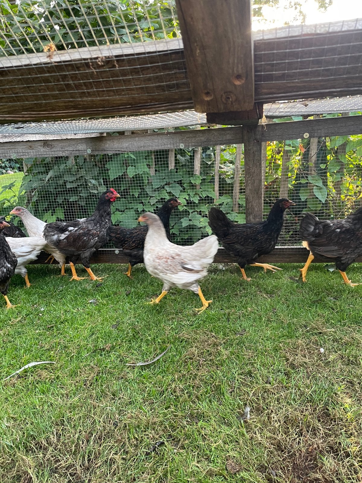 Jonge barnevelder hennen en hanen., Dieren en Toebehoren, Meerdere dieren, Kip