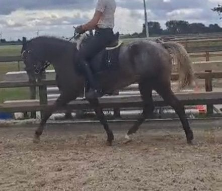In bruikleen aangeboden L2 met winstpunten D pony merrie, Dieren en Toebehoren, Merrie, Dressuurpony, M, 3 tot 6 jaar