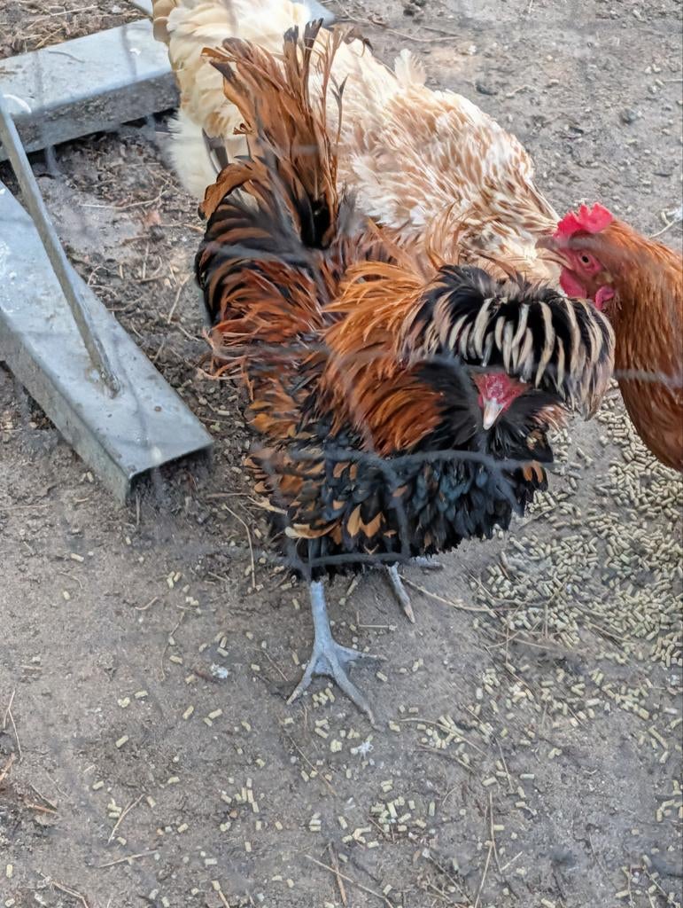 Padua haan, Dieren en Toebehoren, Pluimvee, Mannelijk, Kip