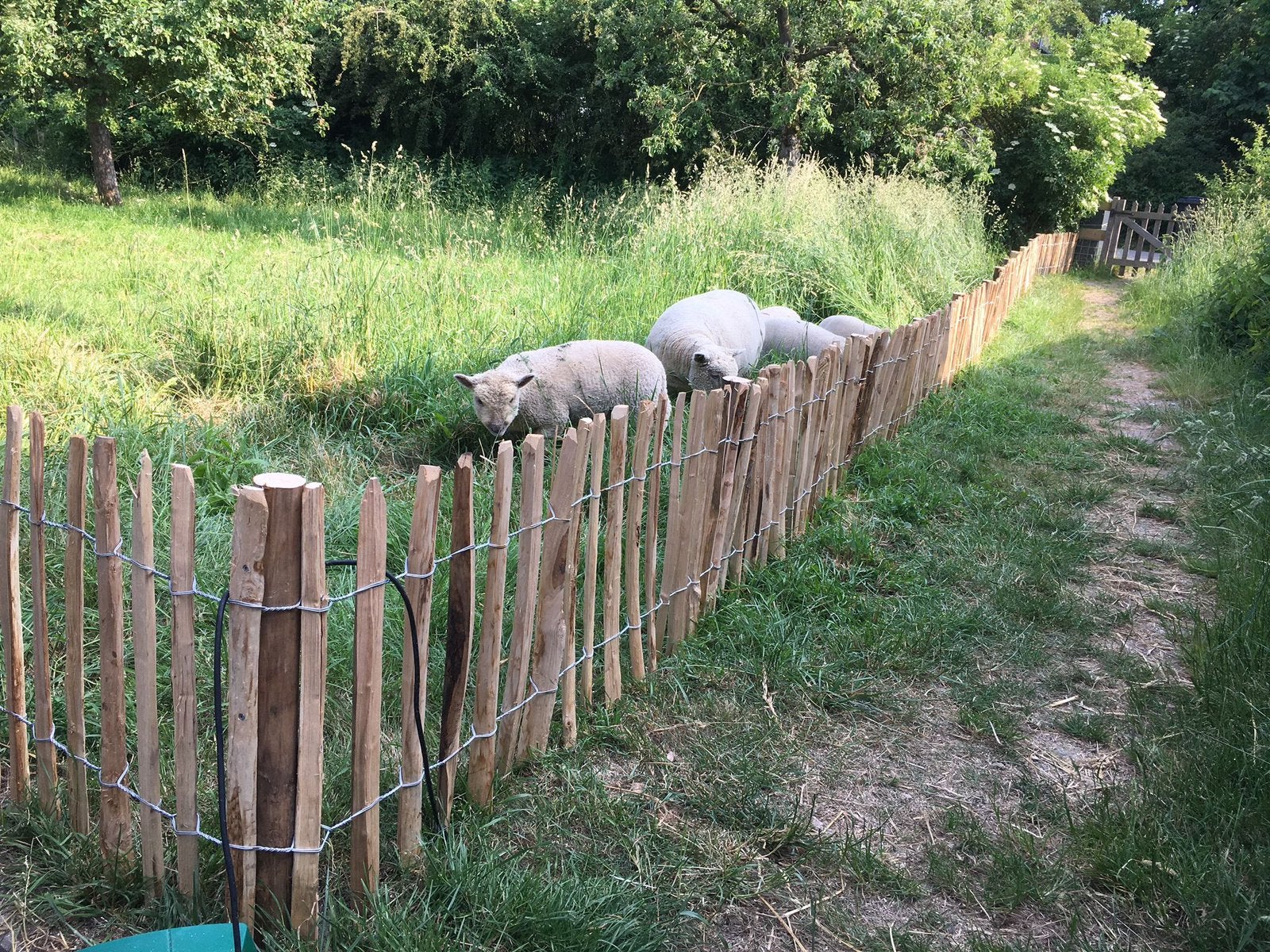 Engels hekwerk Kastanjehout schapenhek kippen erfscheiding