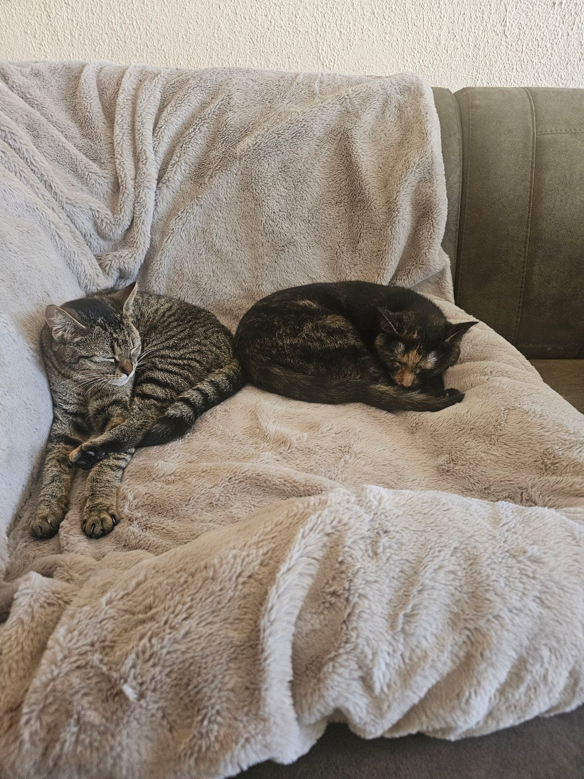 mila en zoë zoeken een nieuw huisje, Poes, Kortharig, 0 tot 2 jaar
