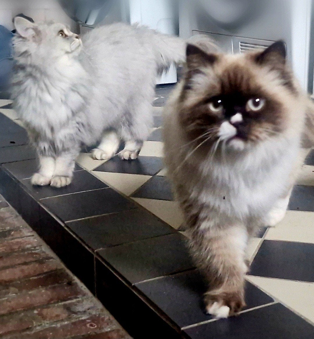 Britse Korthaar (kater) & Mix Britse Korthaar Pers (poes), Kater, Langharig, 0 tot 2 jaar