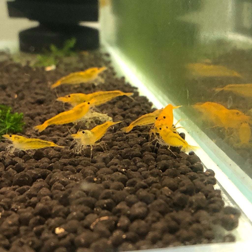 Yellow Kingkong garnalen, Kreeft, Krab of Garnaal, Zoetwatervis, Schoolvis