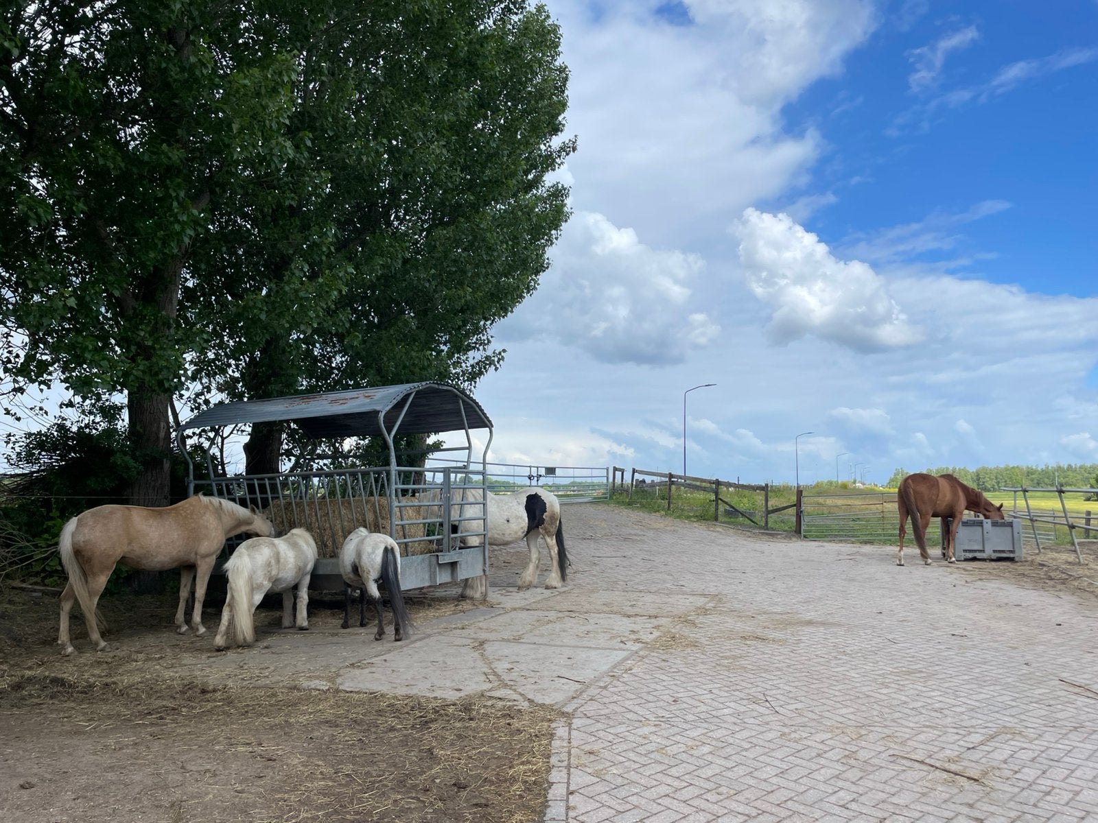Box vrij op all in stal, Dieren en Toebehoren, Stalling en Weidegang, Weidegang, 1 paard of pony