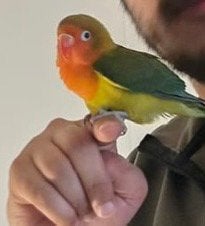 Super tamme agapornis, Dieren en Toebehoren, Vogels | Parkieten en Papegaaien, Mannelijk, Dwergpapegaai of Agapornis, Tam