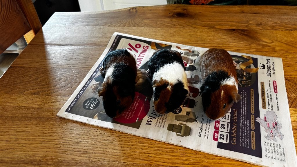 cavia, Dieren en Toebehoren, Augustus, Mannelijk, Cavia