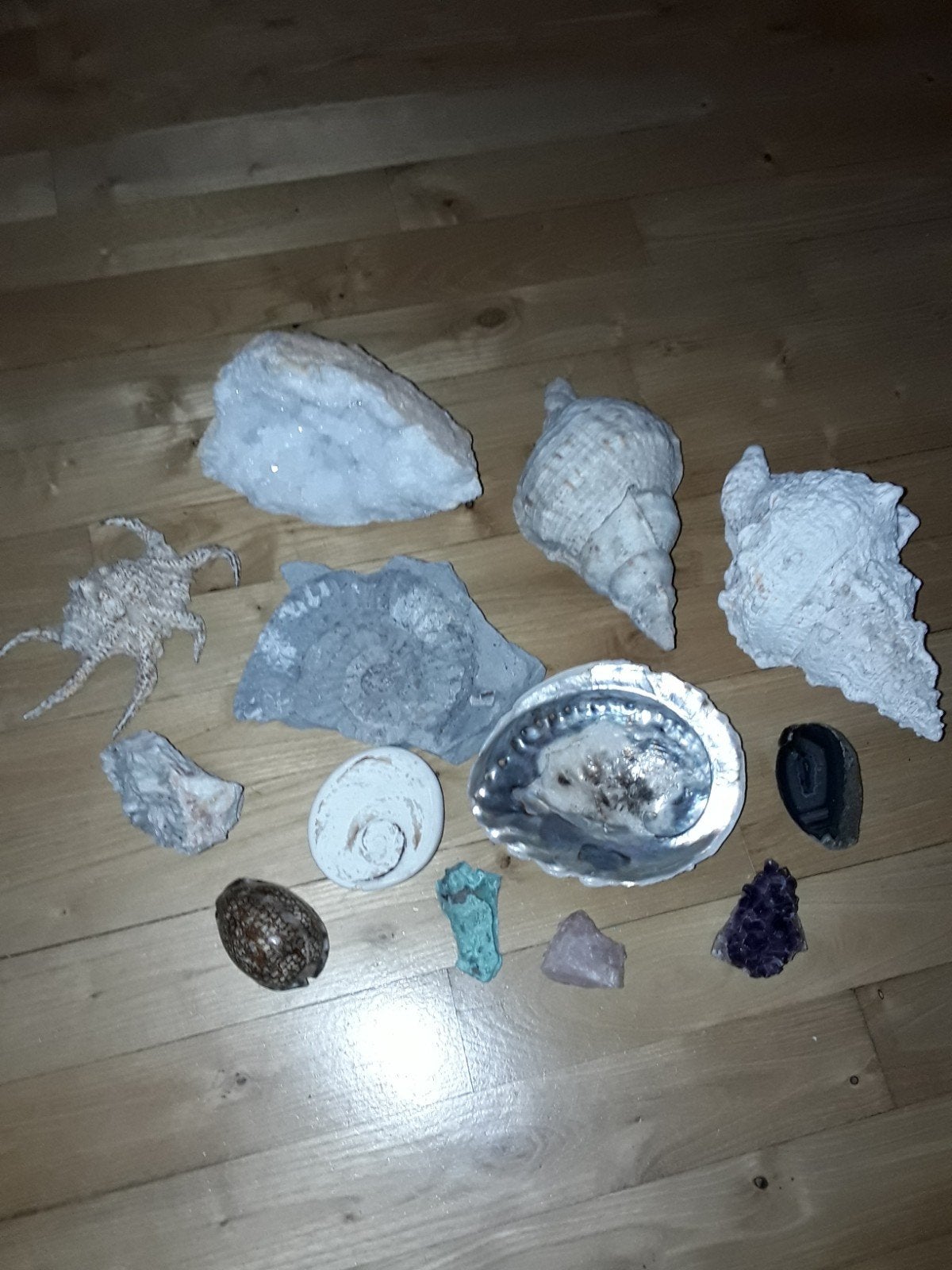 Schelpen,  mineralen en fossielen, Verzamelen, Mineralen en Fossielen, Ophalen of Verzenden