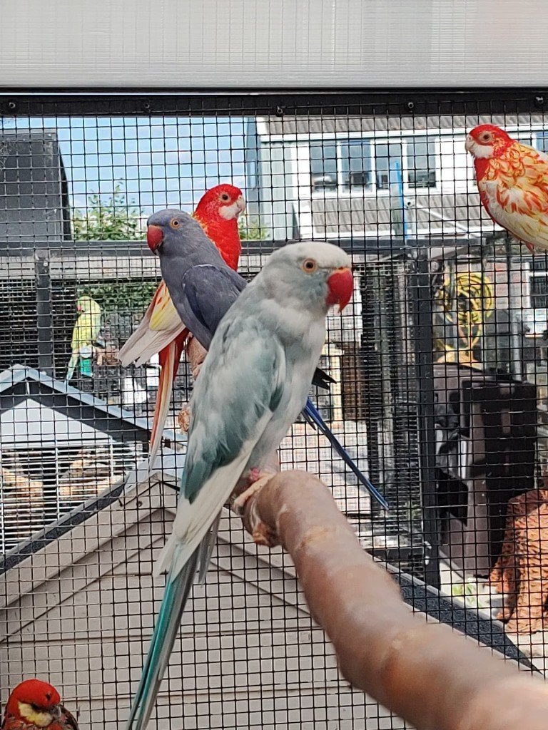 Mooi broedkoppel recessief bonte halsbandparkieten, Meerdere dieren, Parkiet, Geringd
