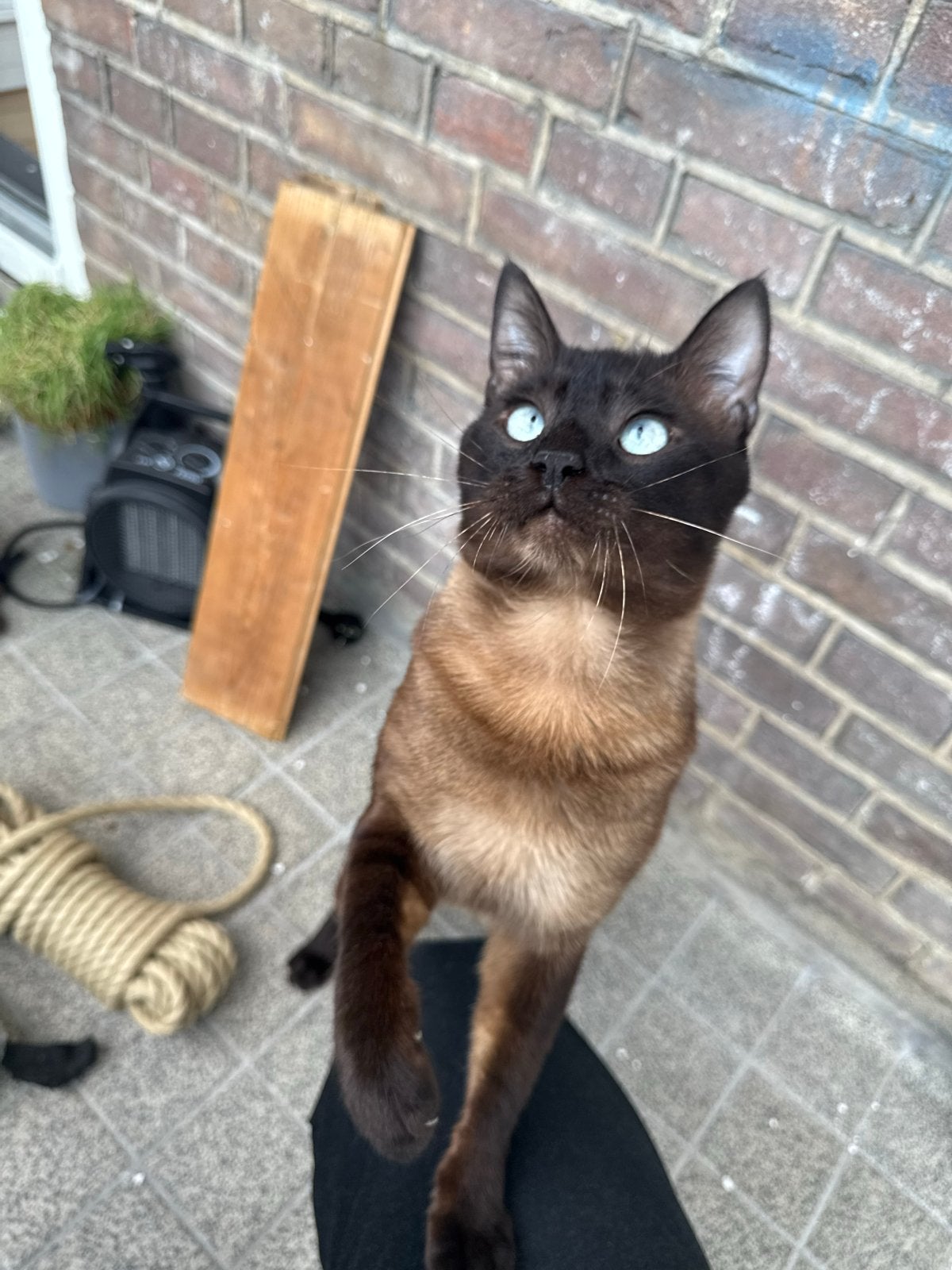 Raszuivere thai siamees als dekkater aangeboden, 0 tot 2 jaar
