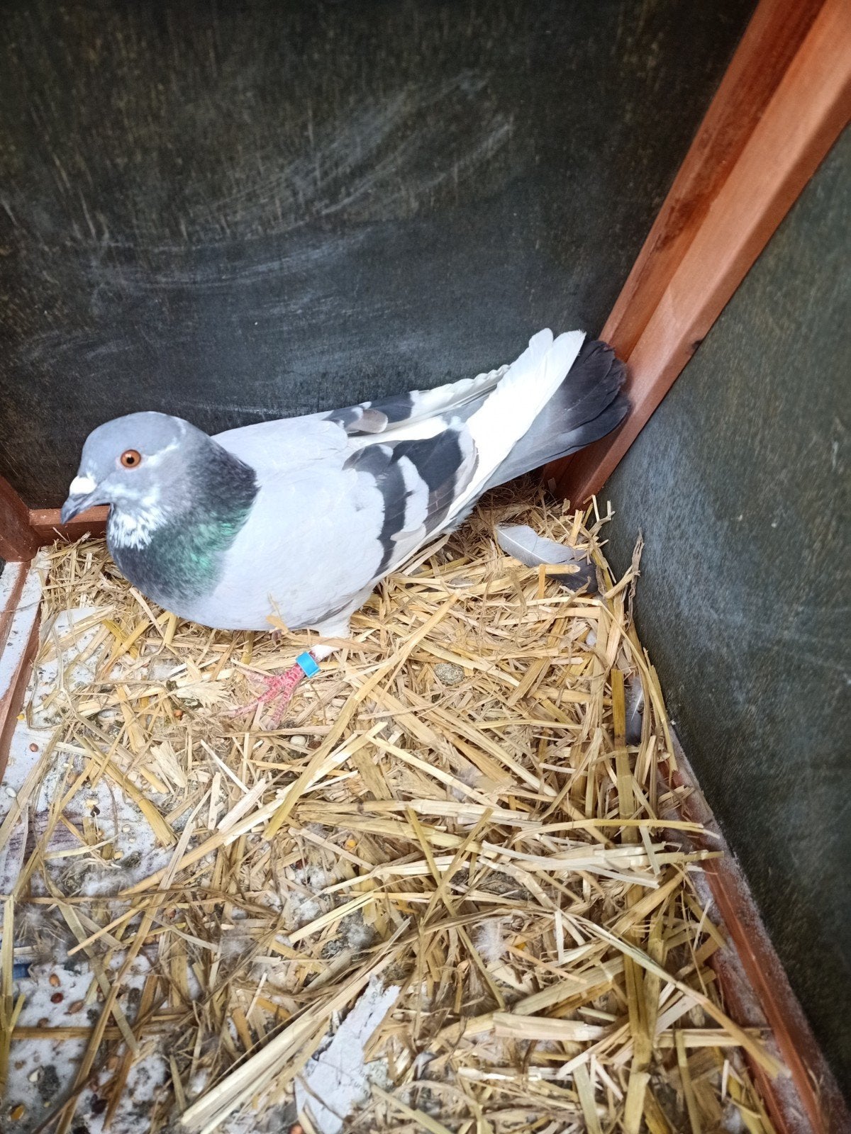 Jonge doffer, Dieren en Toebehoren, Mannelijk, Overige soorten
