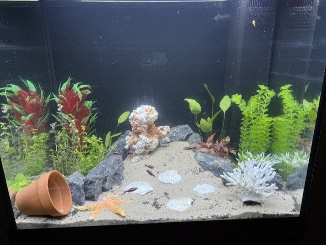 Juwel Lido 200 aquarium 70cm, Dieren en Toebehoren, Ophalen, Aquariummeubel, Zo goed als nieuw, Inclusief vissen