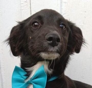 Tessa lief klein teefje pup, Particulier, 15 weken tot 1 jaar, Buitenland, Teef