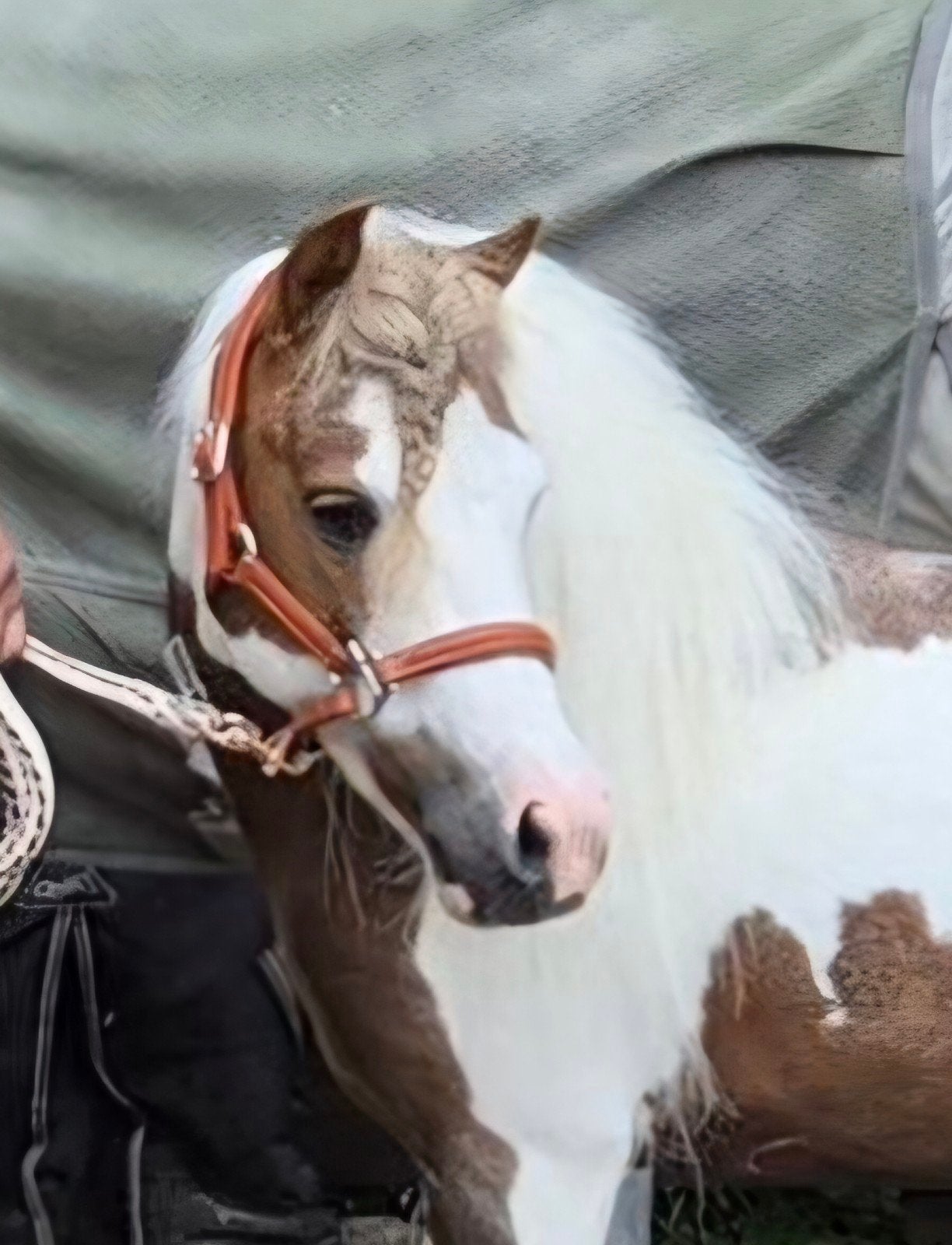 Mooie mini paarden ter dekking NMPRS en Falabella, Dieren en Toebehoren, Hengst