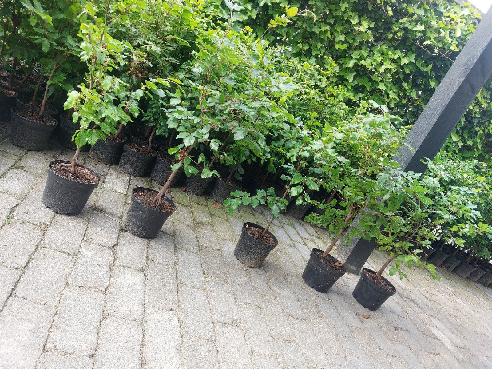 Fagus sylvatica groene beuk potgekweekt / haagbeuk, Ophalen, Volle zon