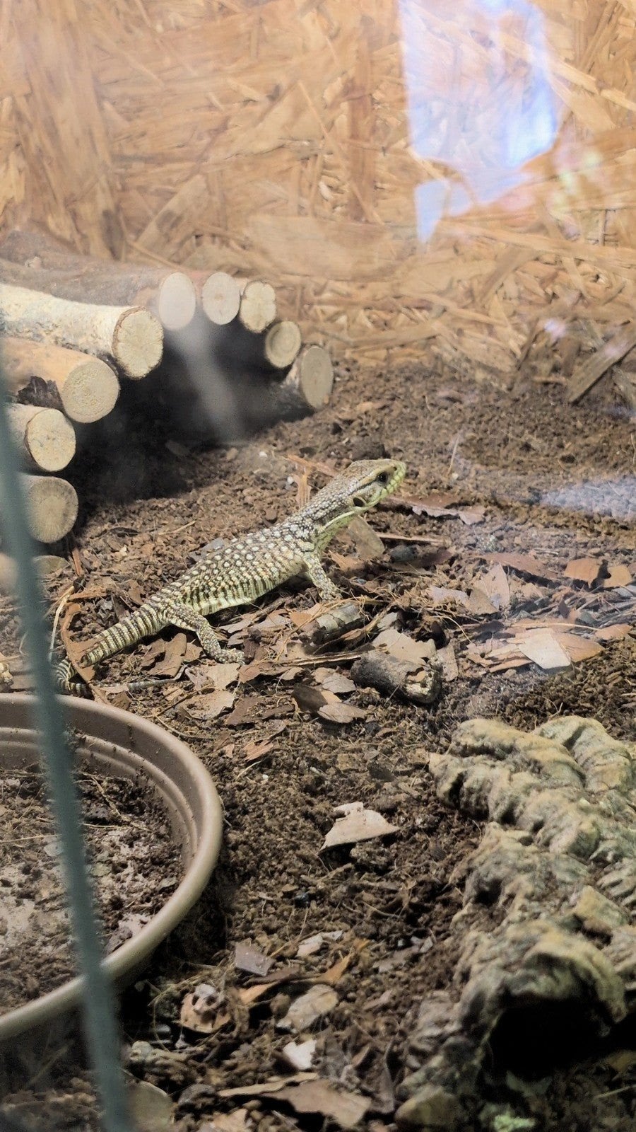 varanus exanthematicus 0.0.1, Hagedis, 0 tot 2 jaar