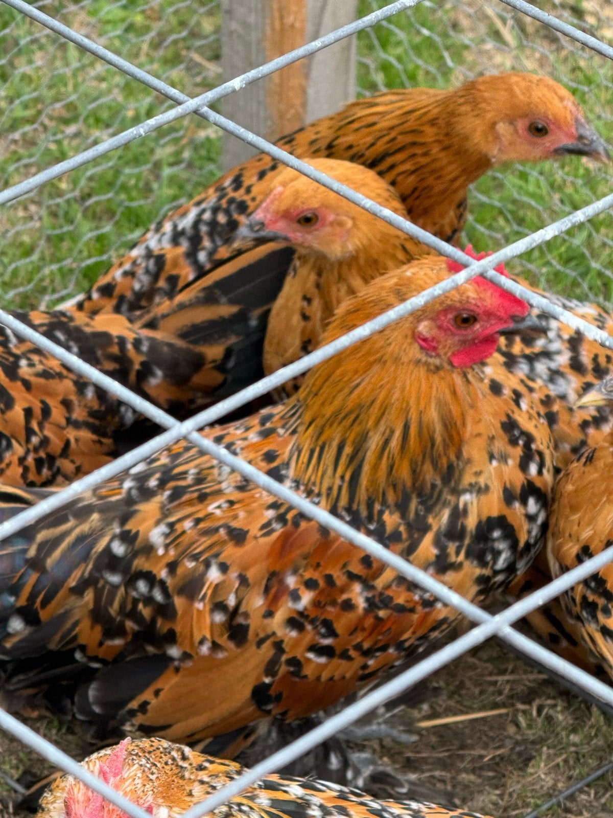 Sabelpoot haantje rood porselein, Dieren en Toebehoren, Pluimvee, Mannelijk, Kip