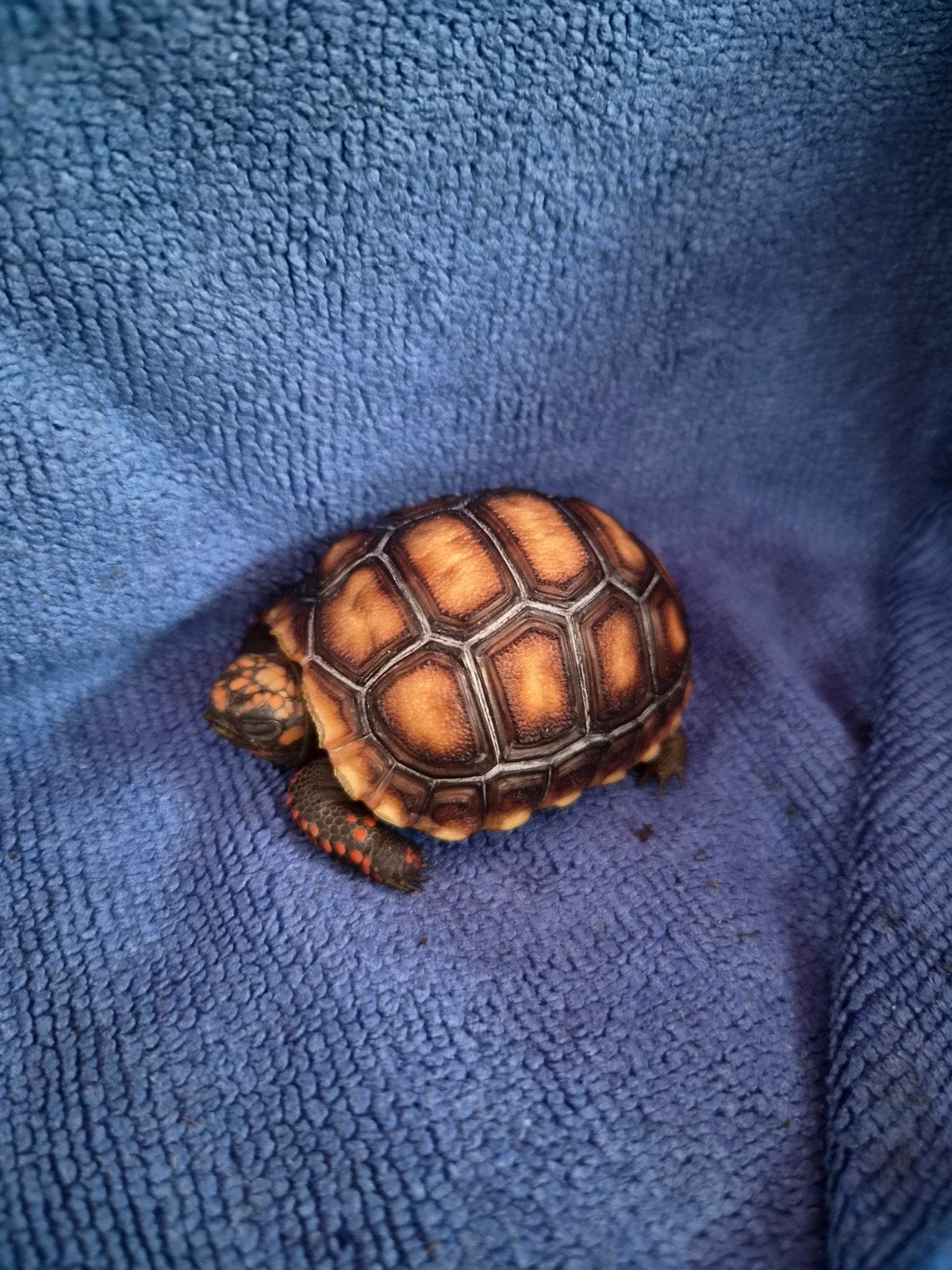 kolenbrander schilpad 20 week., Dieren en Toebehoren, Reptielen en Amfibieën, Schildpad, 0 tot 2 jaar