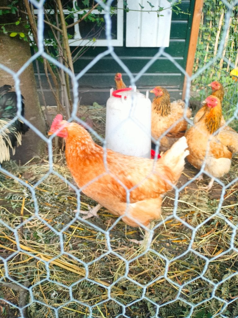 Barnevelder hen, Dieren en Toebehoren, Pluimvee, Vrouwelijk, Kip