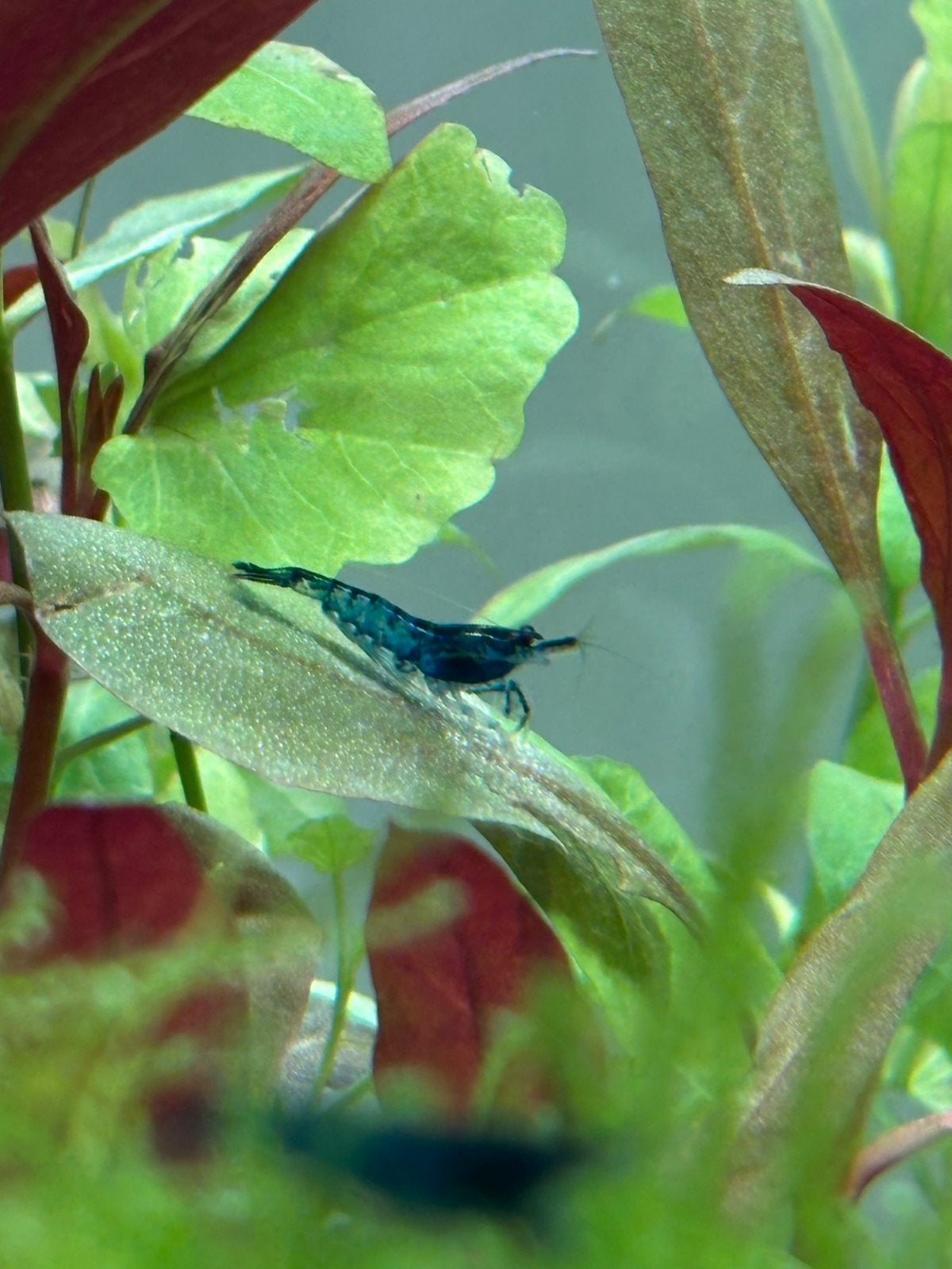 Blue Dream/Velvet Garnalen, Dieren en Toebehoren, Kreeft, Krab of Garnaal, Zoetwatervis, Schoolvis