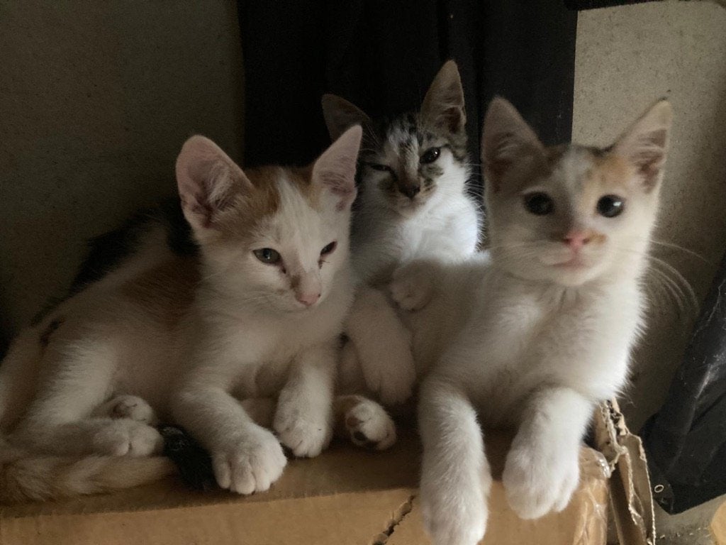 lieve katjes zoeken een nieuw huisje, Meerdere dieren, Kortharig