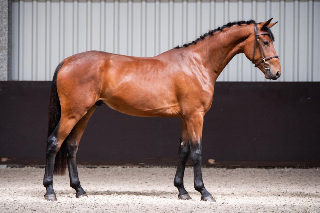 paard, Dieren en Toebehoren, Met stamboom, Ruin, Dressuurpaard, 3 tot 6 jaar