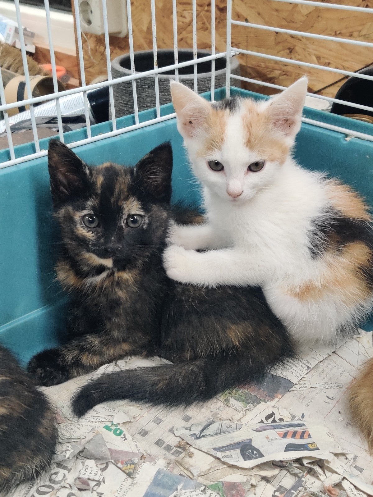 Kittens, rode katertjes,  poesjes, driekleur, Dieren en Toebehoren, Meerdere dieren