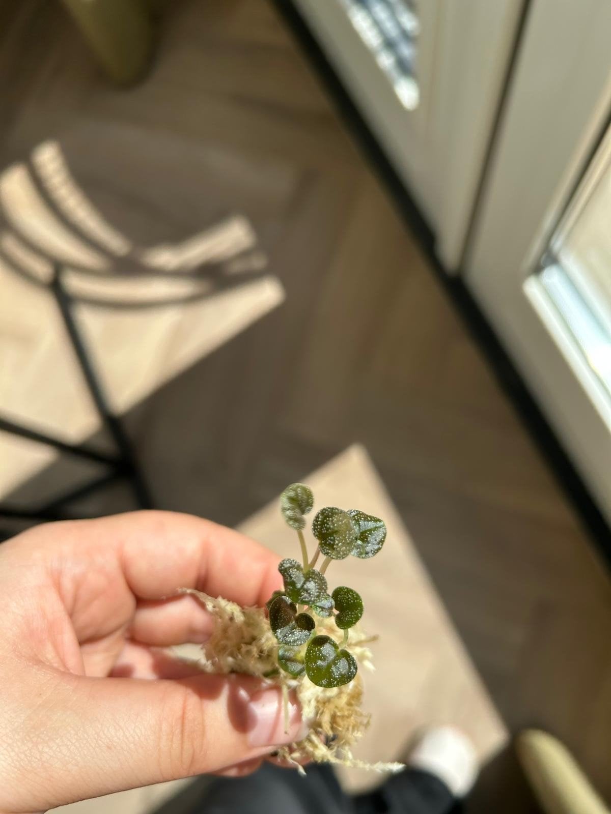 Peperomia antoniana, Ophalen of Verzenden, Halfschaduw, Minder dan 100 cm