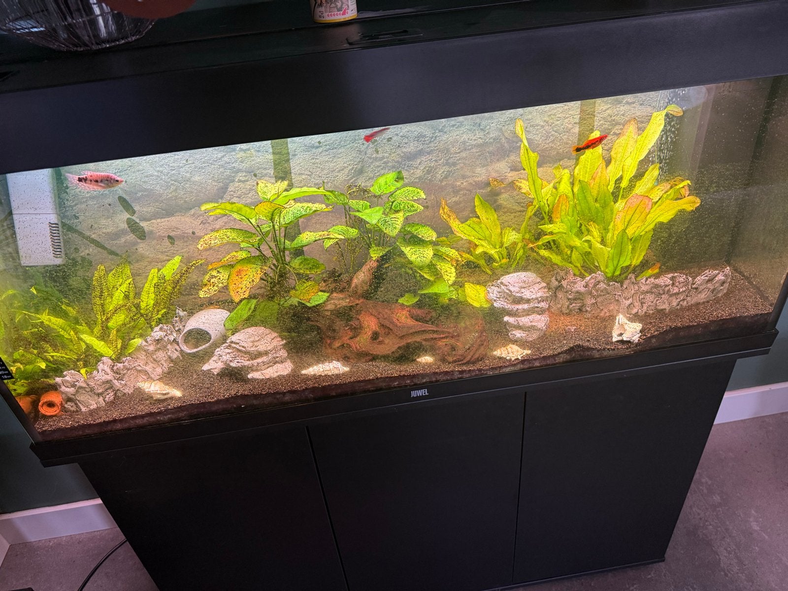 Aquarium Juwel Rio 240 liter, Dieren en Toebehoren, Vissen | Aquaria en Toebehoren, Ophalen, Inclusief vissen, Juwel, Gevuld zoetwateraquarium