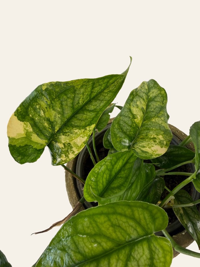 Monstera Siltepecana Aurea Variegata p12, Huis en Inrichting, Ophalen of Verzenden, Halfschaduw, Minder dan 100 cm