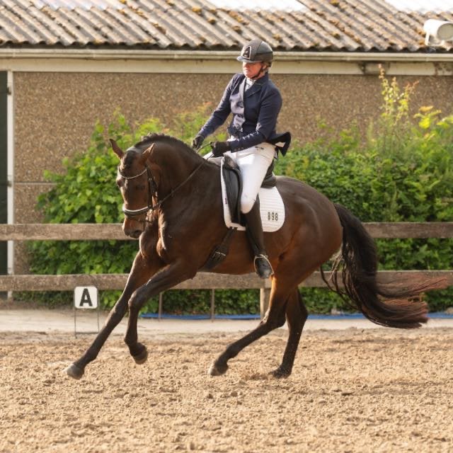 Luxe merrie met prachtige hengstveulen, Merrie, Met stamboom, Dressuurpaard, 3 tot 6 jaar