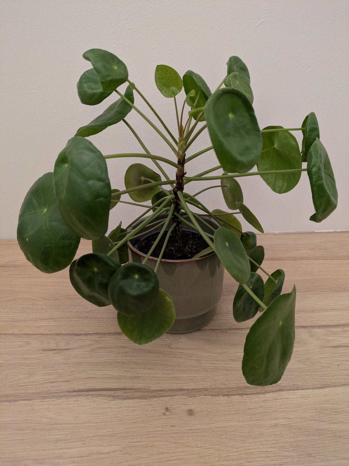 Pannenkoekenplant | Pilea, Huis en Inrichting, Kamerplanten, Groene kamerplant, Ophalen, Halfschaduw, Minder dan 100 cm