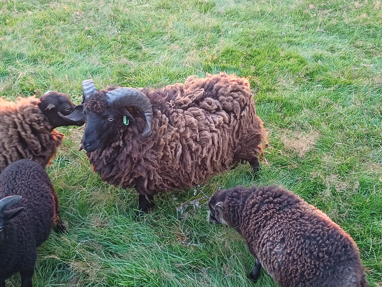 Ouessant ram, Mannelijk, Schaap, 0 tot 2 jaar