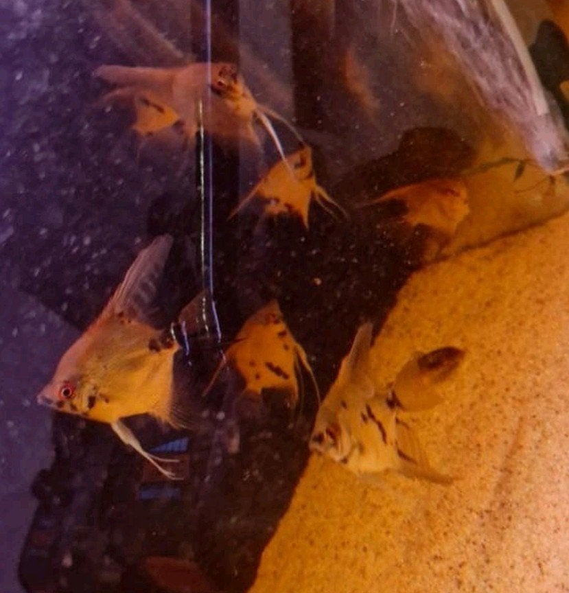 Jong volwassen maanvissen 7 tot 9 cm hoog 10 voor €29.50, Dieren en Toebehoren, Vissen | Aquariumvissen, Vis, Zoetwatervis, Schoolvis