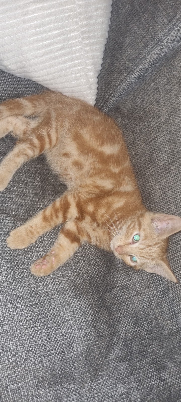 Rood mannetje, Dieren en Toebehoren, Katten en Kittens | Raskatten | Korthaar, Kater, Ontwormd, 0 tot 2 jaar