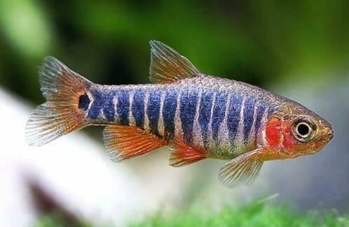 Hobbyaquarium Emerald / zebra rasbora / Danio erythromicron, Dieren en Toebehoren, Vis, Zoetwatervis, Schoolvis