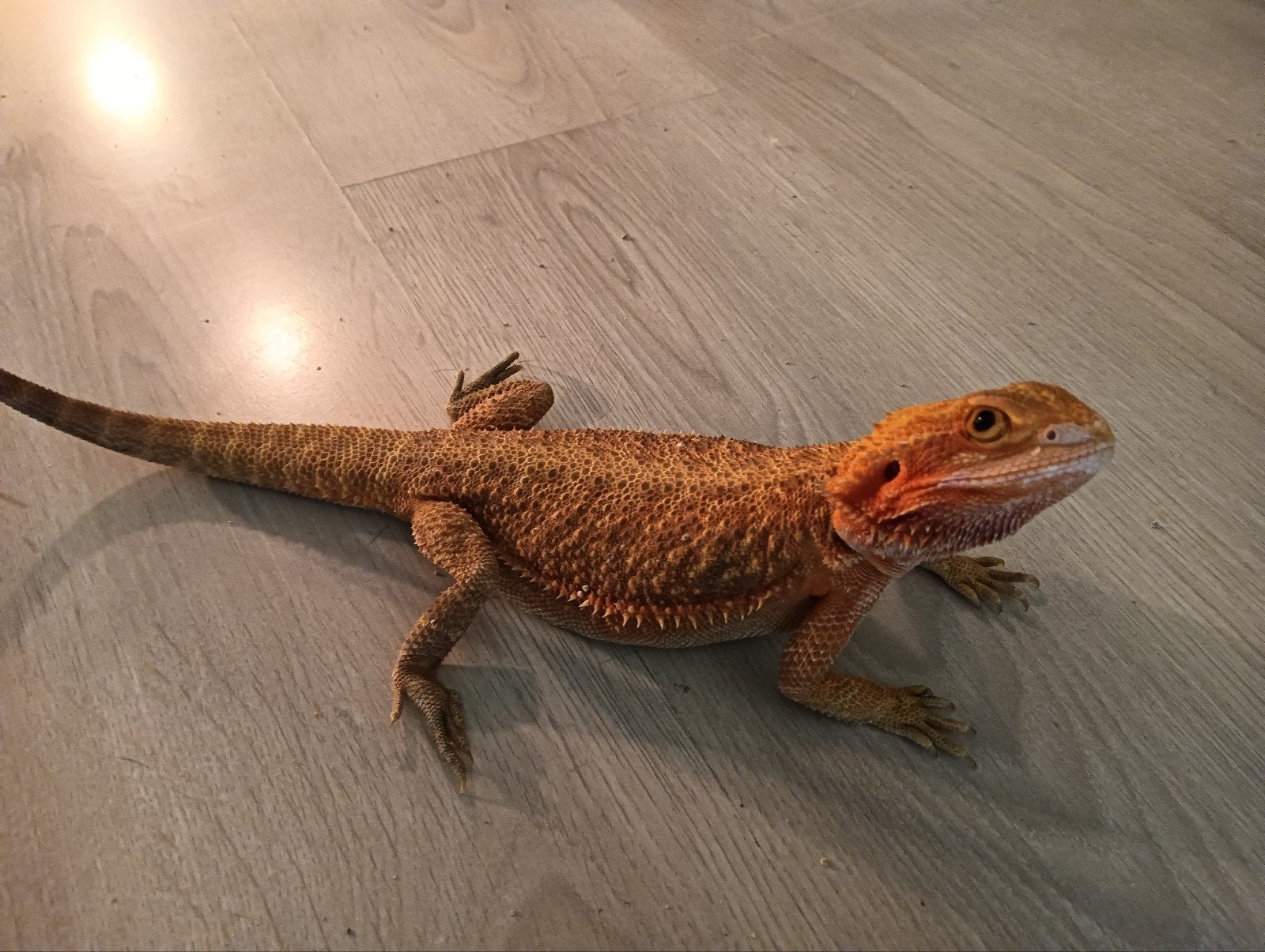 baardagaam te koop, Overige soorten, Met terrarium, 0 tot 2 jaar